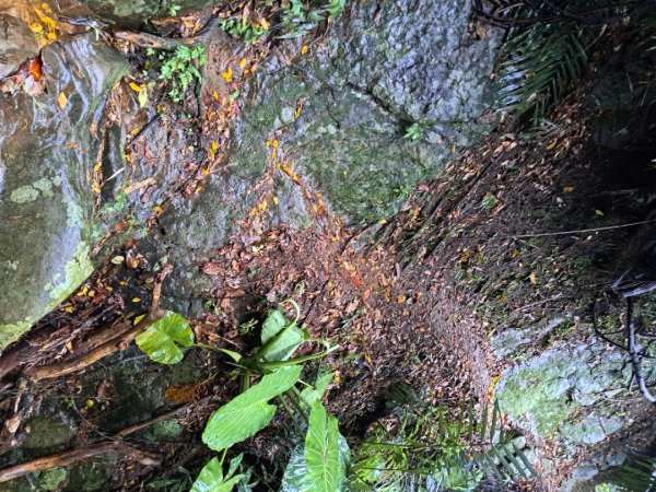 新北五寮尖登山步道3103276