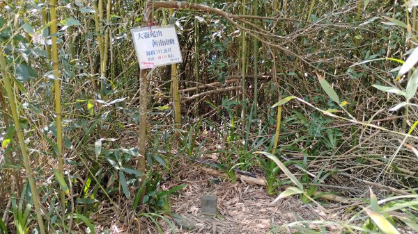 年前練練腳台北西湖近郊13連峰O型2999233