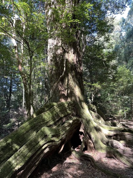 雪見大板根2959280