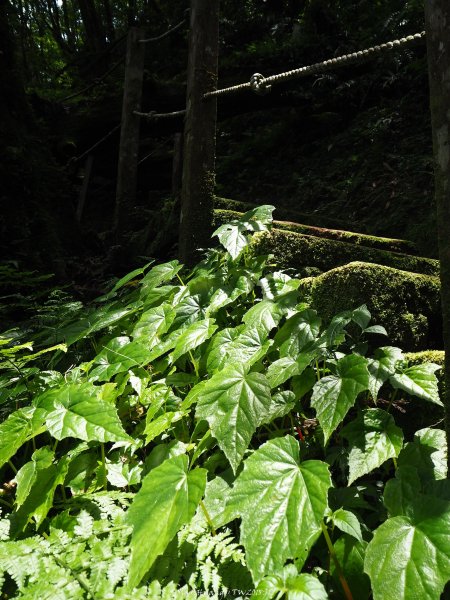 《宜蘭》北橫明珠｜明池國家森林遊樂區201805192889313
