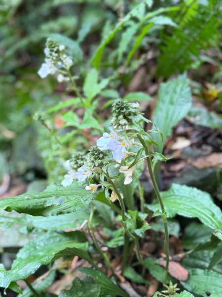 八五山古道賞九穹奇樹 尋鳥嘴下山（煤源山）2803338