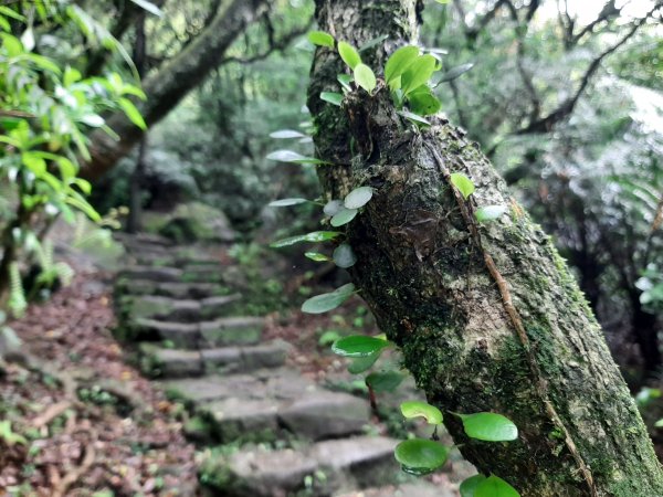 110 年春 登七星山1345742