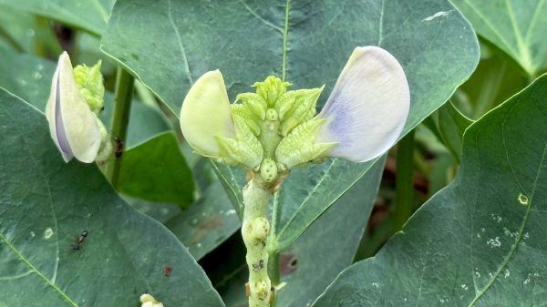 多元化的文山森林公園|天空步道|趣探險之丘|峯花雪月2834962