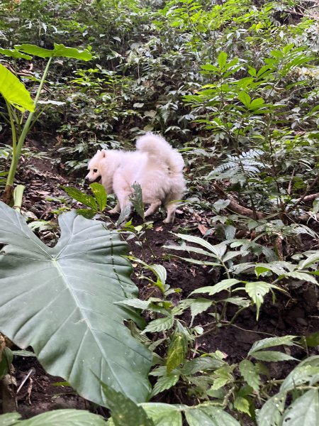 跟銀狐犬一起去蝴蝶谷瀑布找遺失登山杖 2025.12.52956209