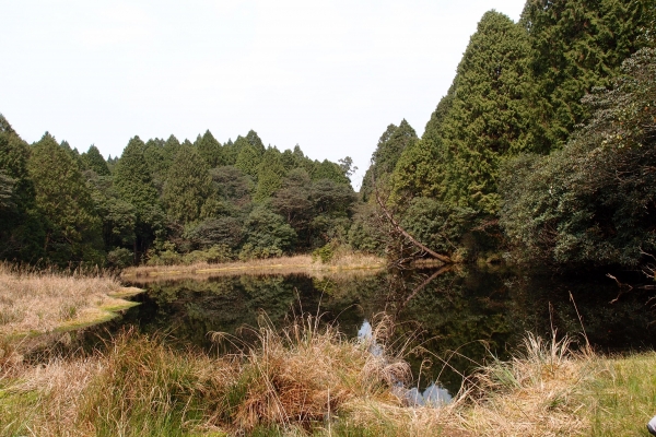 神代山、神代池、神代神木、加羅神社34281