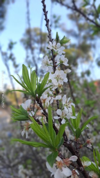 《彰化》桃李櫻美｜花壇虎山巖步道x大嶺巷富士櫻202503012723668