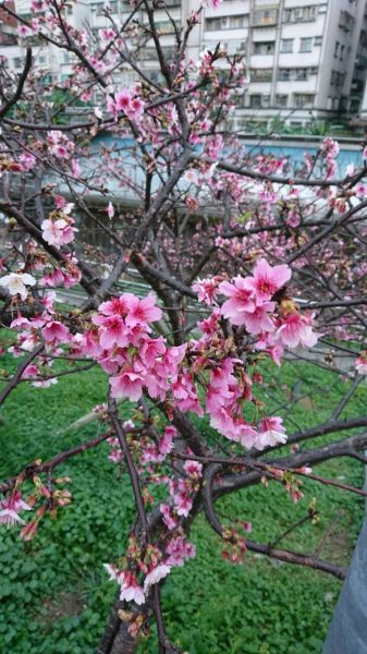 東湖樂活公園賞櫻 2017.02.04140599