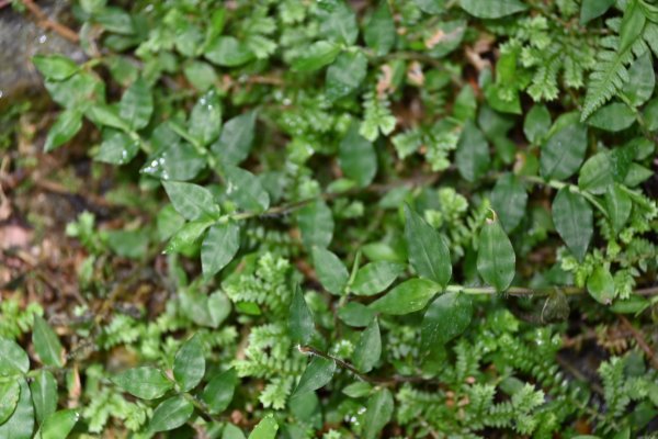 2025_0712 福山植物園2836328