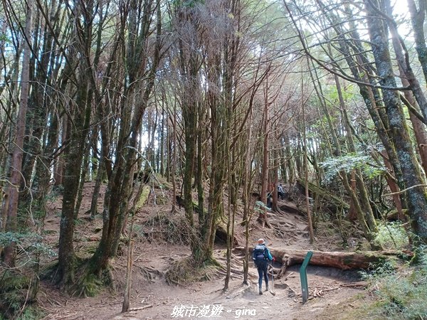 【高雄桃源】朝聖壯闊山景之南橫三星。 編號72百岳~塔關山登山步道2096658