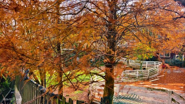 #花卉試驗中心 #永公路500巷 #平菁街42巷 #原住民公園 #士林官邸 1/42980370