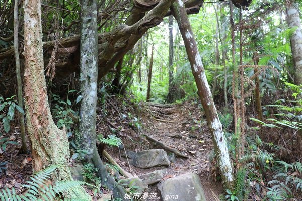 【南投。魚池】山林秘境之美景包場。澀水水上瀑布1428435