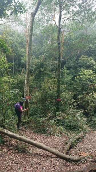 那結山（嘎色鬧部落線）893454