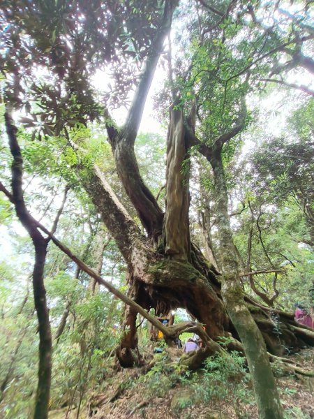 1130511夫拉縱走2500163