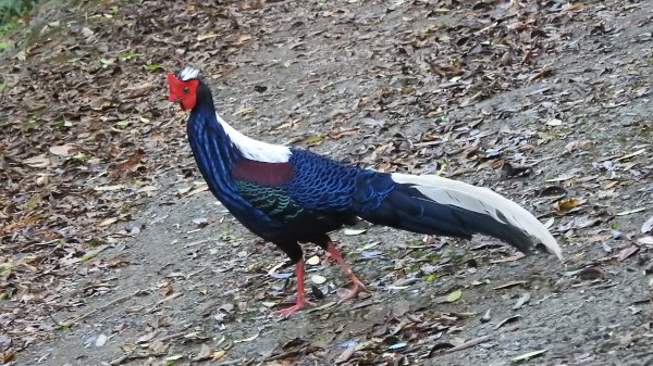 翡翠水庫壩頂 #火燒雲雲海 #日出雲海 #鱷魚島 #藍腹鷴 4/292773453