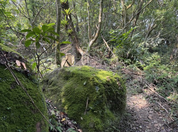 [微笑山線_第八段] 2026_0411 二格山系_筆架山北峰3035131