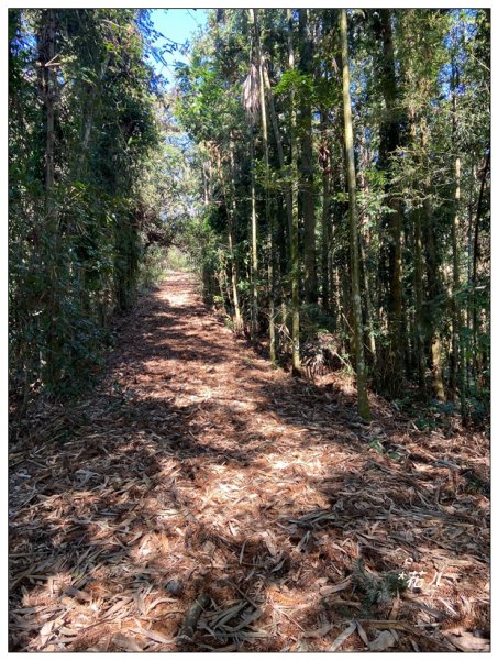 頭社山主峰及基點峰(社頭山)2681584