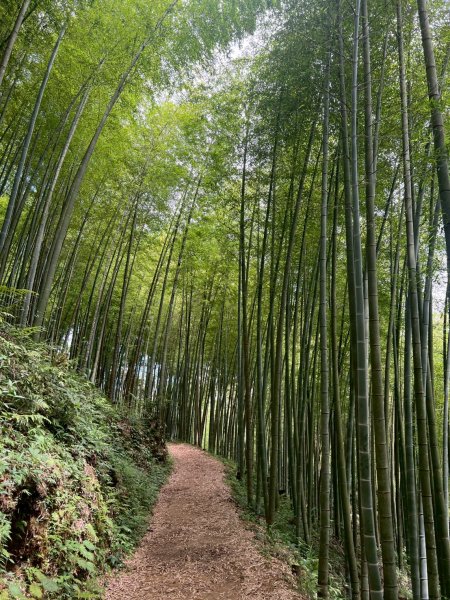 嵐山再古坑。五元兩角 木馬古道2806146
