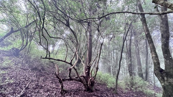 絕美柳杉林民都有山涼爽舒適2604518