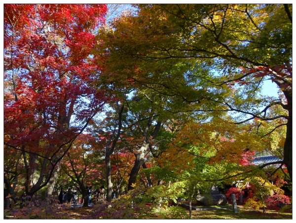 京都/東福寺的紅葉755244
