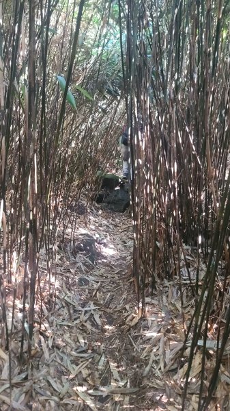 2026-0213 苗圃-凱達格蘭山-七星錐-七星山南峰-小油坑-竹子湖-水車寮步道-湖田猴崁步道-3005663