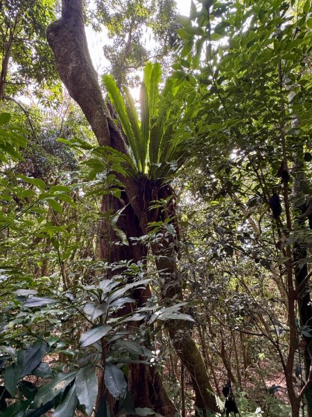 六龜警備道茂林段：網子山-網子山東北峰-鳴海下山-鳴海山(小百岳#71)2981461