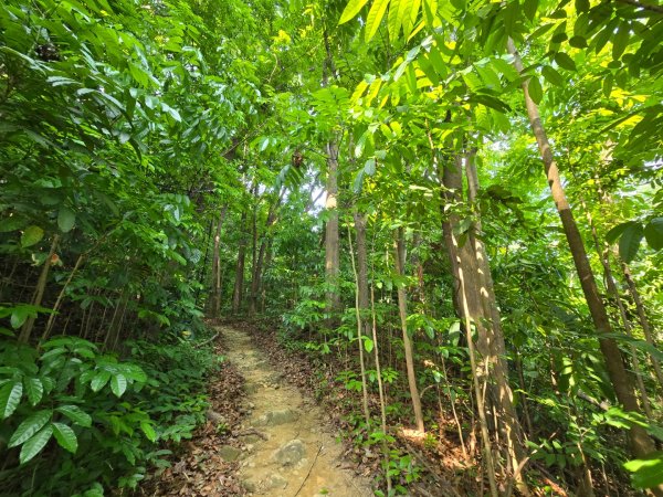 2025-04-21 茶頂山桃花心木步道2767808