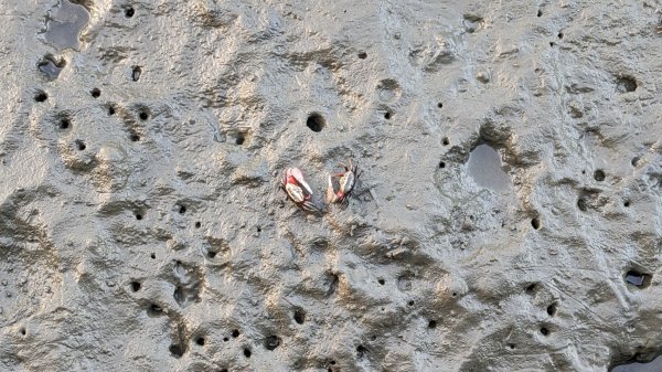 牛罵頭,梧棲出張所,高美濕地2334077