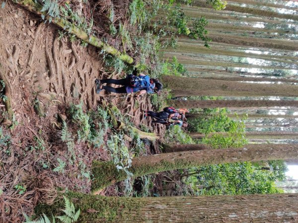 2020.05.02加里山 鹿場登山口來946338