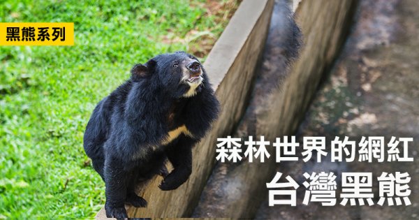 【保育】台灣黑熊小常識
