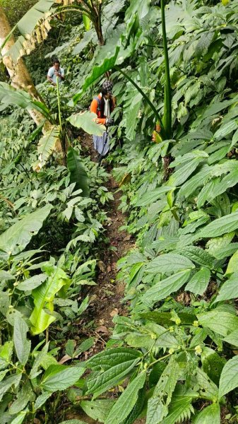 20260308內灣三山(內灣山-麥樹仁山南峰-麥樹仁山-舊砲台山-加那排山-白石湖山)3013428