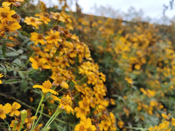 2023.12.23 梨子腳山2833254