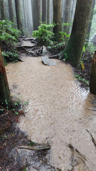 20230730 苗栗加里山午後雷陣雨篇（中級山小百岳）2235186