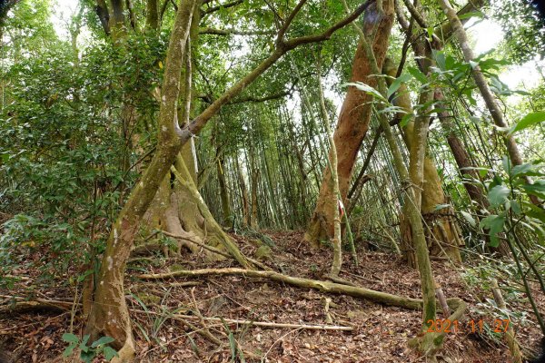 苗栗 大湖 雞冠山(細雞岑山)1528947