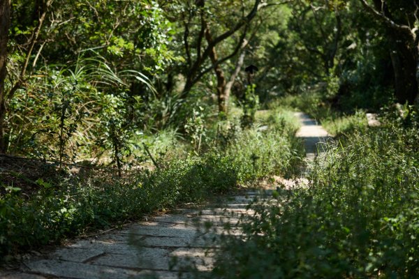 飛鳳山步道 (代勸堂上竹林路下)1886066