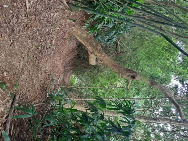 20240201故宮-狗殷勤古道-平菁街賞櫻-溪山百年水圳步道-平菁步道2458441
