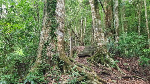 《雲林》望好望角｜石壁山嘉南雲峰步道(中側登山口）202506072805368