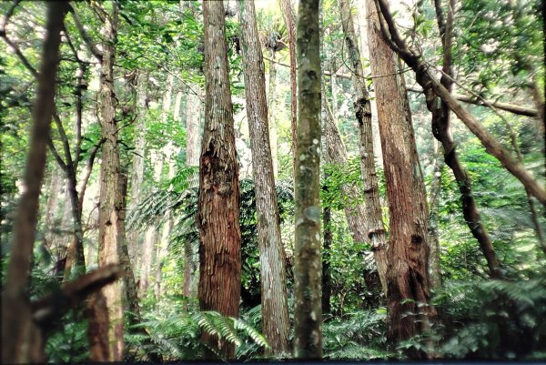 內洞森林遊樂區1966189