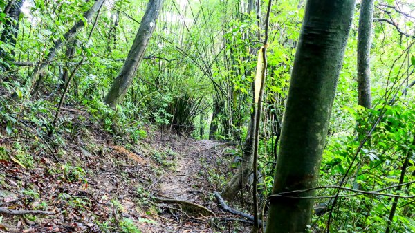石笋古道,焿子寮古道,松子嶺古道2798354
