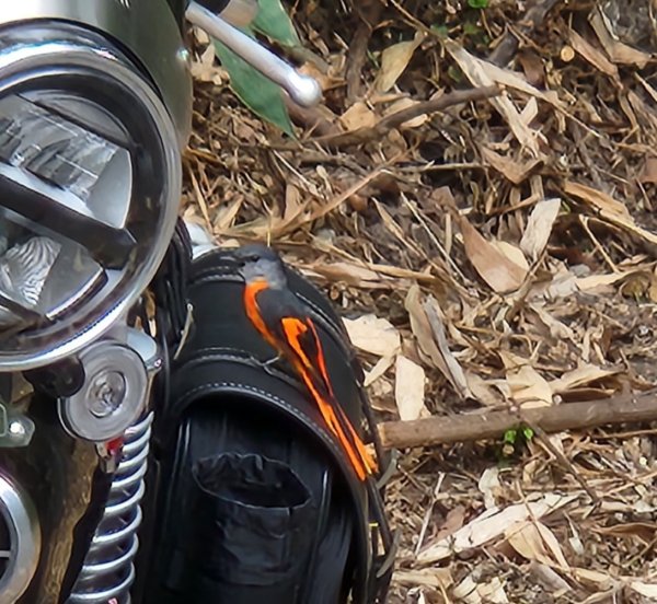 【中級山】有熊森林，谷關三雌白冷山2741083