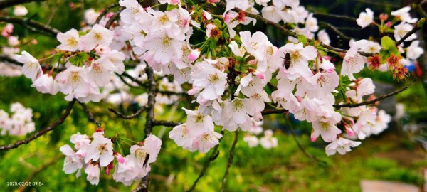 追花是簡單的快樂，賞花是恬淡的幸褔 2/252720096