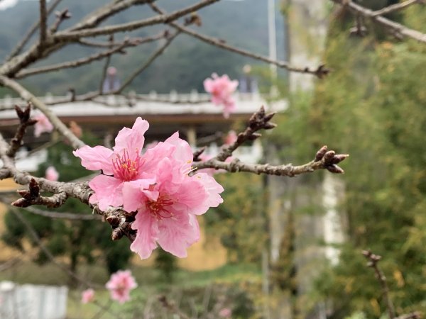 20231125台中谷關七雄東卯山2365241
