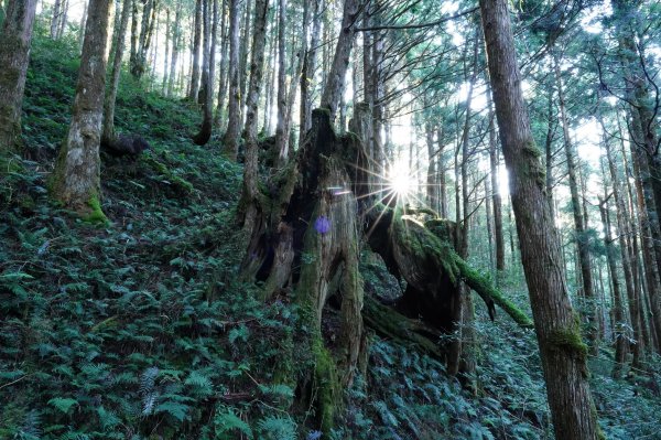 宜蘭 大同 三星山2890381