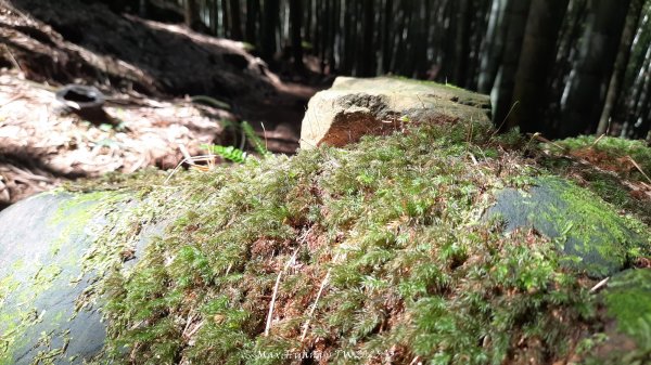 《南投》溪頭三秀｜溪頭山竹崙山志騰山O繞樟仔林林道202509212893461