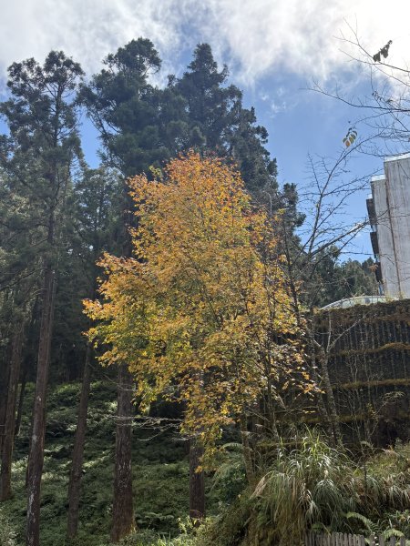 20251225塔山步道(大塔山)2970471