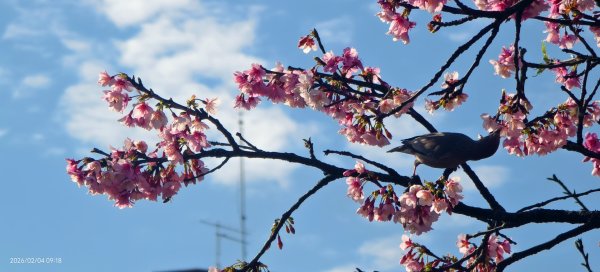 #栗尾椋鳥 #綠繡眼 #東湖樂活公園 #花園新城 #屈尺 #寒櫻 2/42992851