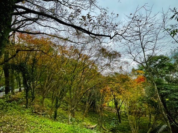 1111229太平山-清水坑山-石門山。石門水庫楓槭林1974691