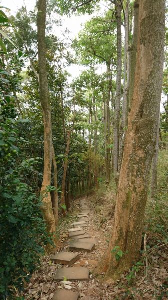 知高圳步道 O形268802