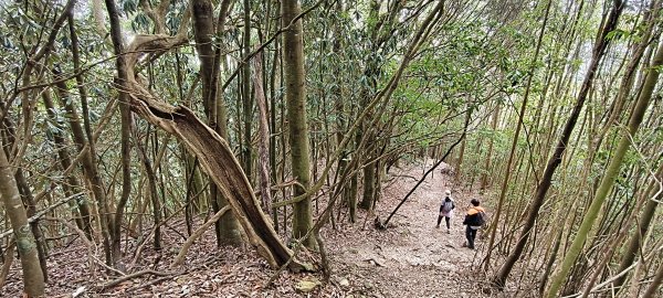 2026/02/18-屋我尾山步道（大雪山林道來回）3005101