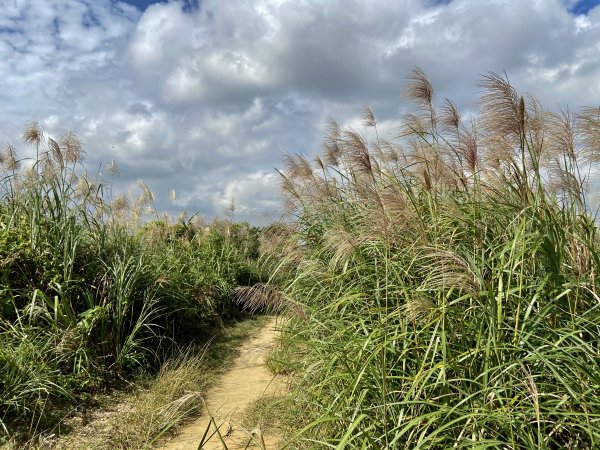 三角埔頂山賞芒1159687