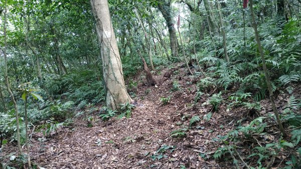 ✅糞箕湖古道回修擴徑.糞箕谷/串接完成 (溝渠遺址出土.糞箕湖雙線谷道貫通.全段新徑開通)2579825